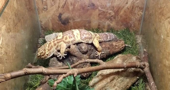 Спасени от контрабанден трафик леопардови гекони и тарантули от различни