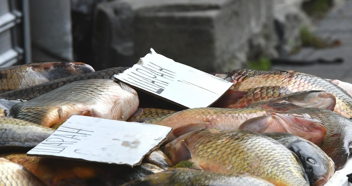 Шаран, толстолоб и таранка са най-търсените риби в Плевен преди