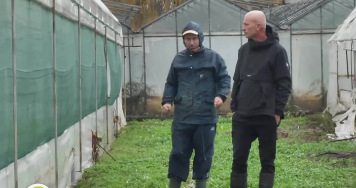 Поройните дъждове унищожиха оранжериите с марули и доматиТежки водни бедствия нанесоха огромни