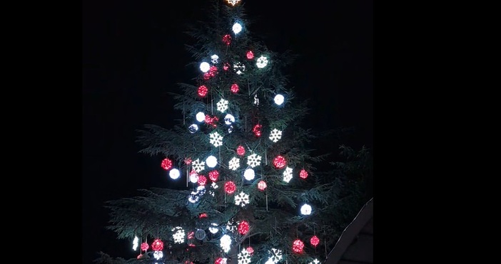 Най голямото живо коледно дърво което се намира в Димитровград грейна