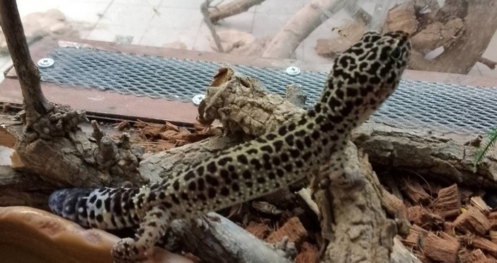 Митнически служители са предотвратили през последните две години контрабанда на