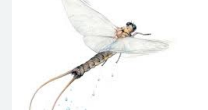 Емблематичното насекомо не е виждано у нас от 1968 годинаКрасивият