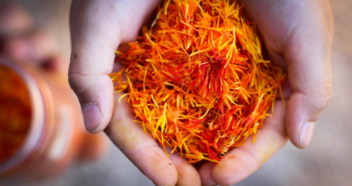 Най скъпата подправка в света – шафранът вече се отглежда и