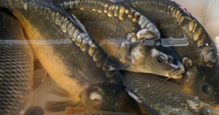 Традицията продължава с богата рибна трапезаНикулден един от най обичаните