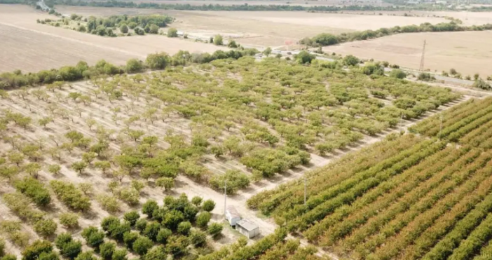 БКПЗБраншова камара Плодове и зеленчуци БКПЗ изразява сериозна тревога от