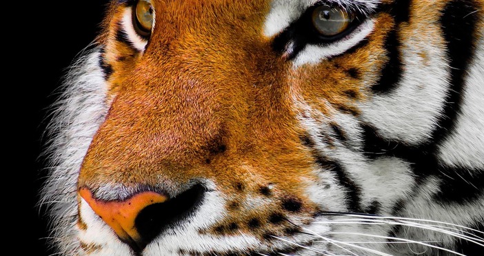 В България има остров на който живеят тигри Да това