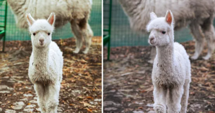 снимки Зоопарк СофияСофийският зоопарк представи своя най нов обитател –