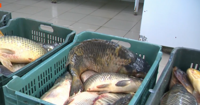 С вносна риба от Гърция и Турция посрещаме Никулден а