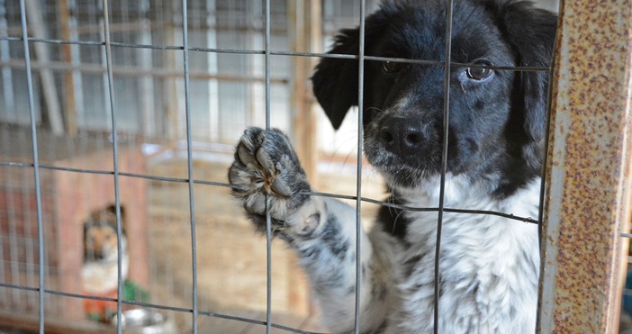 За втора поредна година в Общинския приют за безстопанствени кучета