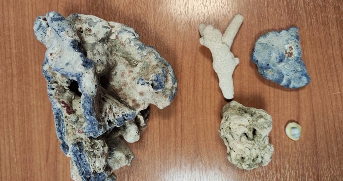 Четири морски скални екземпляри от корали откриха и иззеха от