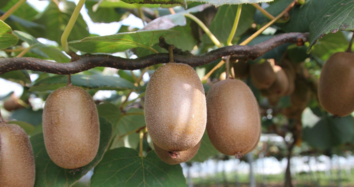 Консумацията на два плода киви на ден осигурява на кожата