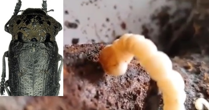 Вредителят по овощните градини известен като черната златка унищожава дръвчетата