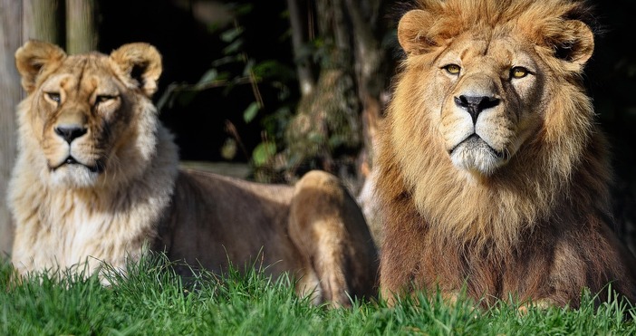 Скелет от Козарева могила  разкрива ужаса на оцелял след среща