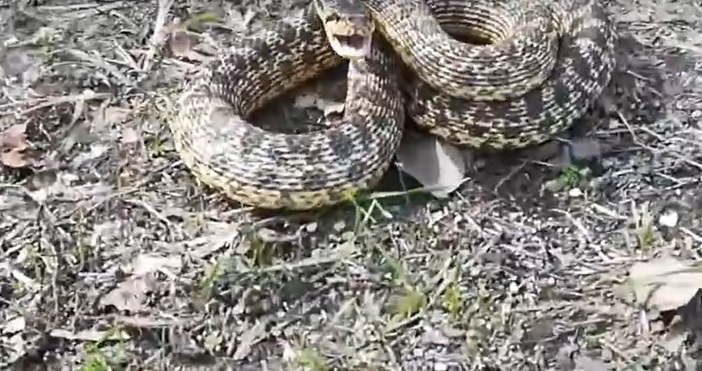 стопкадър ЮтубСлужители на пожарната и аварийната безопасност уловиха змия в