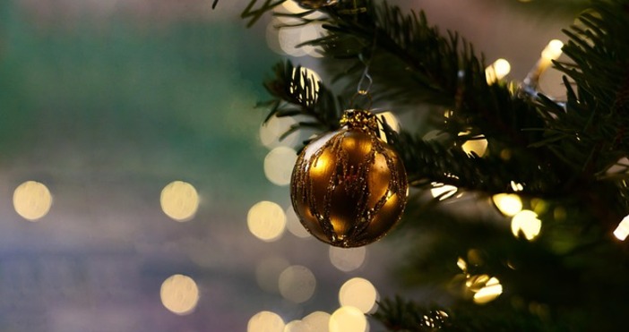 Открадната е една от елхичките засадени за Коледа в обществени