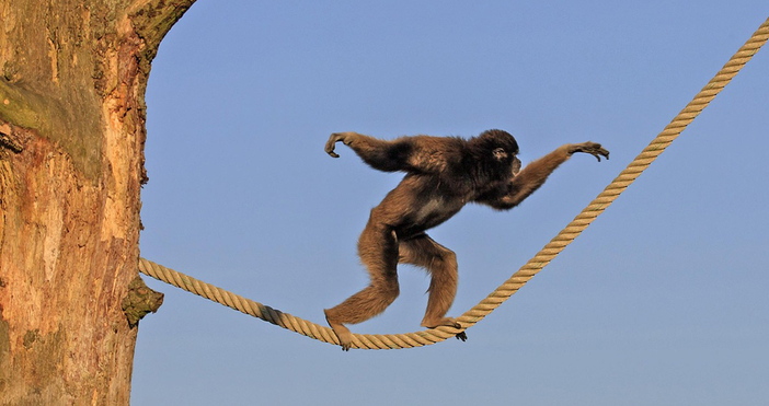 Мая Иванова Снимка  pixabayДенят на маймуната е неофициален международен празник