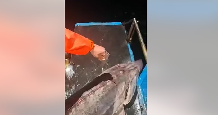 Гигантска есетра с дължина 2 40 м и тегло около 150