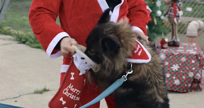 Над 100 любители на животните посетиха в събота общинския Приют