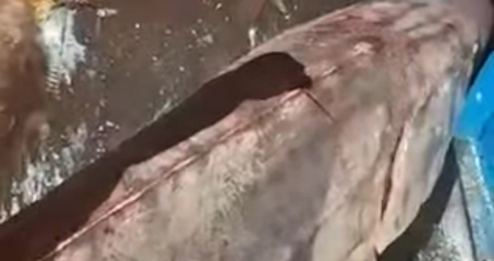 Рибари уловиха огромна есетра с дължина 2 40 м и