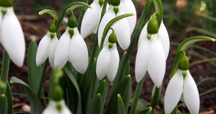 Кокичета изненадаха жителите на Смолян като разцъфтяха в градините още