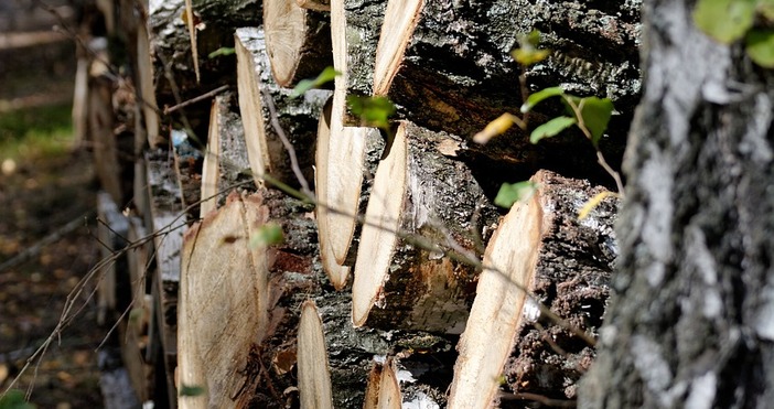 Заради недоставени дърва за огрев няколко семейства в Русенско са